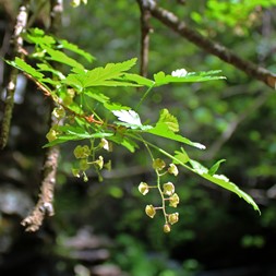 Ribes lacustre (bristly black currant)